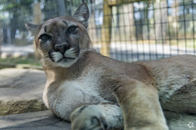Visitors can get up close to the animals at Hovatter's Wildlife Zoo near Kingwood.