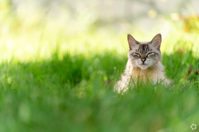 This cat is enjoying a beautiful summer day in Genesee Moselle.