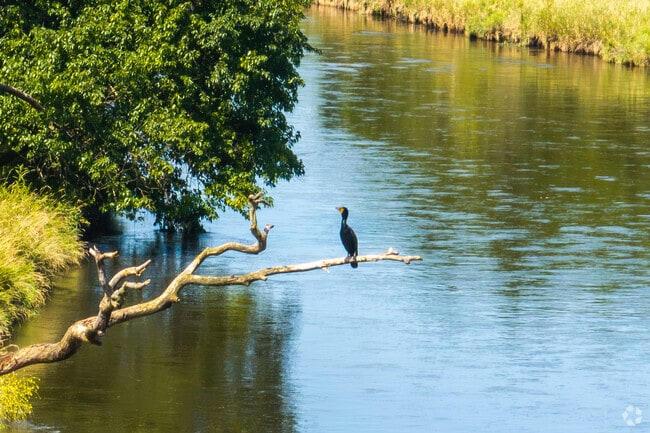 Cider Creek has a variety of wildlife in The DuPage River Confluence Preserve.