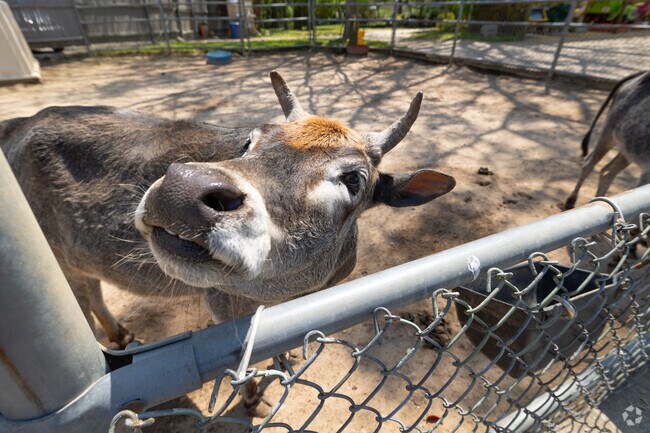 The Animal Farm Petting Zoo in Manorville is an adorable place to bring the kids to feed babies.
