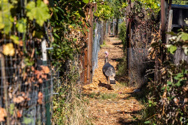 Wildlife can be spotted walking through the community garden in Howe Homestead.
