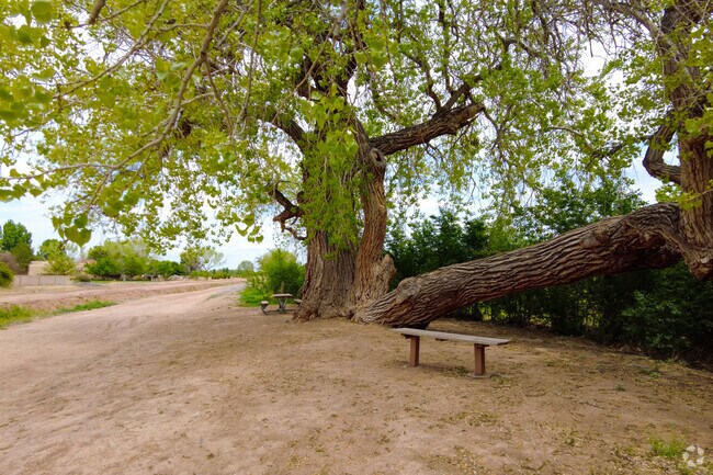 Locals enjoy the seating area near this large cottonwood tree at Los Poblanos Open Space near Rio Grande Boulevard.