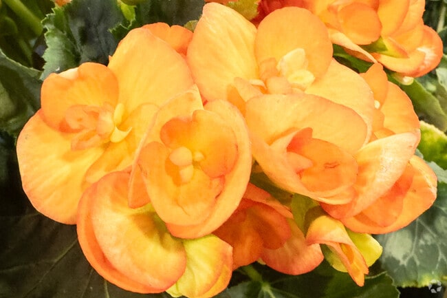 Flowers from the florist make homes brighter in East End Superior Wisconsin.