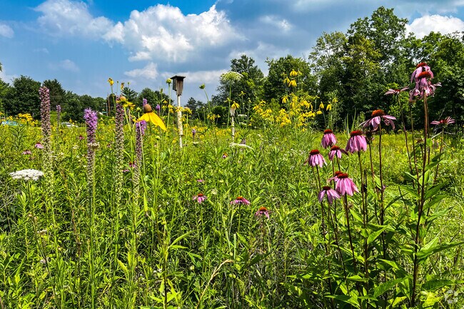 Tons of wild flowers can be spotted throughout Gahanna Woods Park.