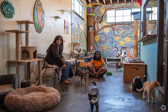 East Avondale's Gator and Beans where you can enjoy tea and adopt a kitty.