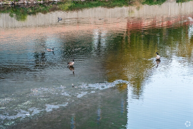 Enjoy peaceful moments by the water with local wildlife in the heart of Apple Hill.