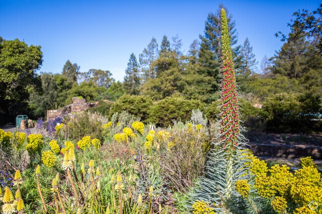The Plants Are Joaquin Miller Park Are Native To California