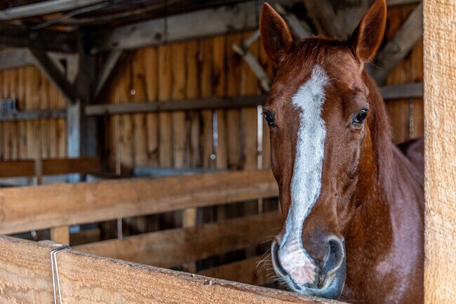 Enjoy Kimball Farm and all of the animals it has to offer in East Broadway.