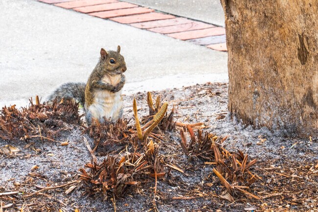 Squirrels at Northshore Park are friendly.