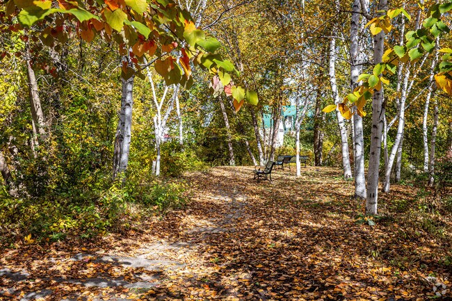 Bass Island Park features a beautiful peaceful environment adorned with birch trees.