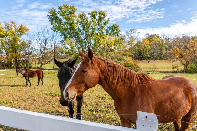 Many farms raise plenty of horses in Harmony Township, N.J.