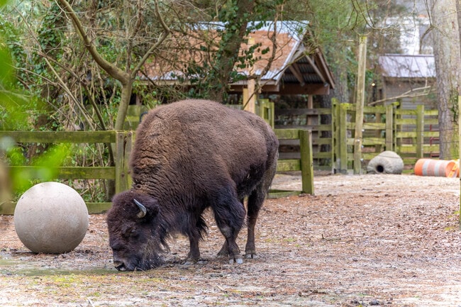 The Salisbury Zoo in Downtown Salisbury has free entry through the winter months.