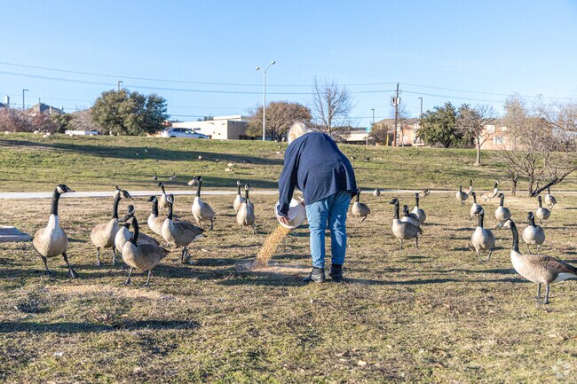 Local Carrollton residents spends their evenings feeding the geese at Josey Ranch Complex.