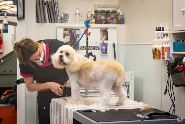 Indulge your canine friends in Springfield with a visit to Grooming By Brandy.