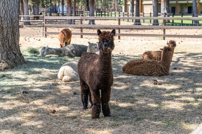 Alpacas welcome visitors to Sisters at the north end of town.