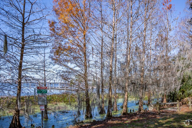 Bald cypress trees line the shores of Mount Dora's Lake Dora.
