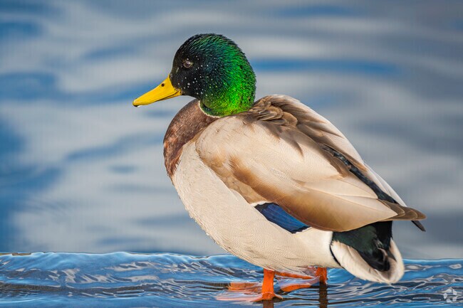 A stunning mallard swims in inviting, quiet Horseshoe Park in Aurora, Colorado.