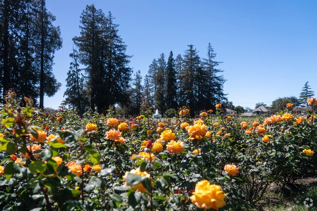 The orange roses are vibrant in the Rose Garden.