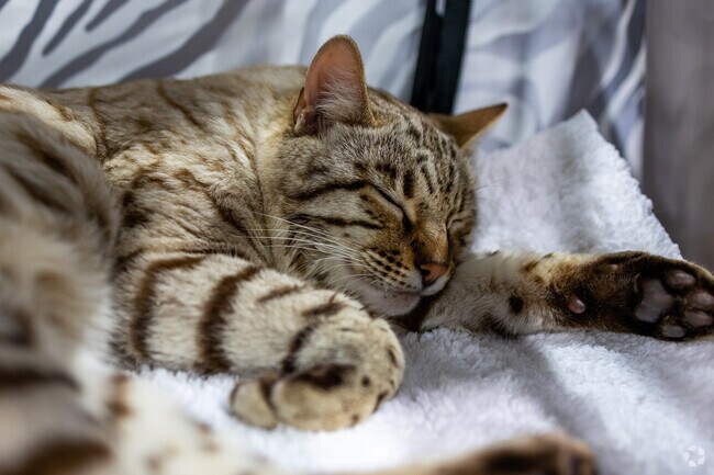 The Pleasanton Extravaganza held annual event in Alameda County Fairgrounds in Valley Trails.