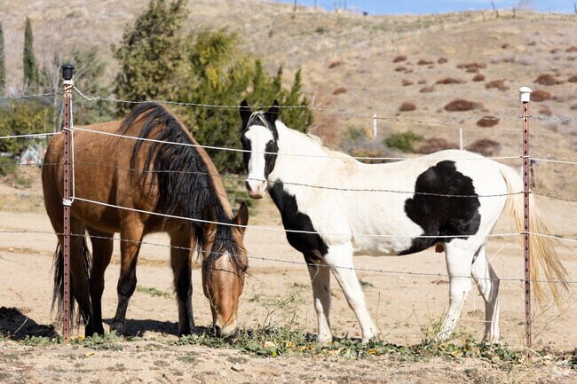 A pair of horses in a pen, enjoying their space in Lebec.