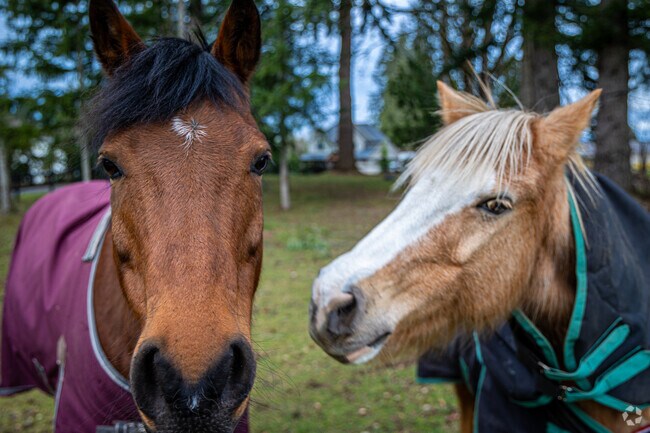 It's possible to make new friends when you're out for a walk in Atkinson.