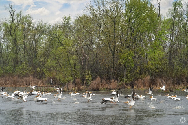 Migrating pelicans are common on Lake Onalaska.