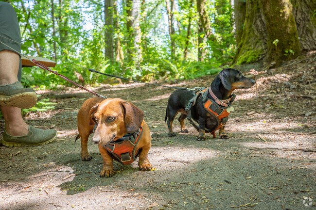 Dogs walk along trails in Mary S. Young Park.
