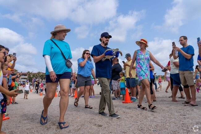 Amelia Island hosts an annual event where volunteer release rescued sea turtles in the ocean.