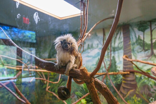 Say hello to a family of cotton-top tamarins at the Oglebay Good Zoo, a short drive from Neffs.