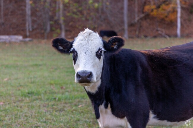 Farm life is abundant and all around Fall Branch.