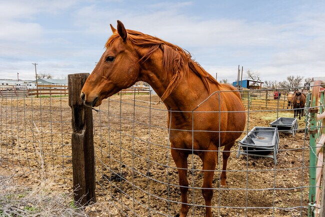 Miles City's Custer County Fairgrounds has an amazing collection of horses.