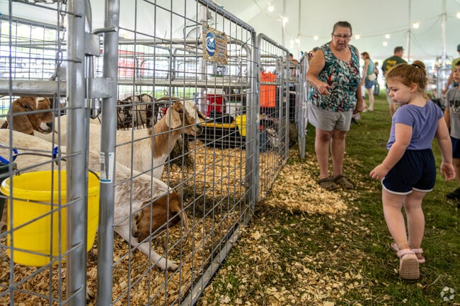 A little girl does a double-take as she passes by some goats at the Wicomico County Fair.