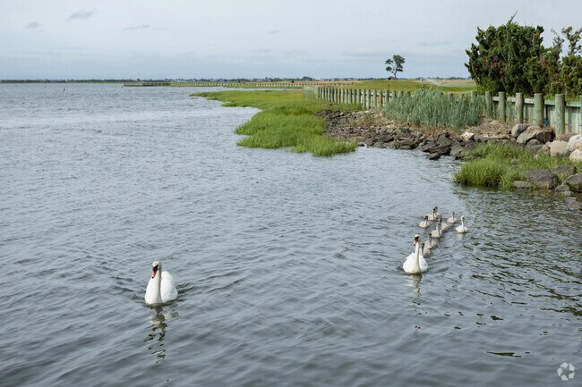 Swans, ducks, and geese are a common sights along Woodsburgh’s scenic waterfront areas.