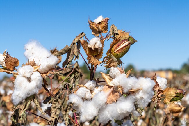 Cotton is Clint's pride and it flourishes throughout the town's picturesque fields.