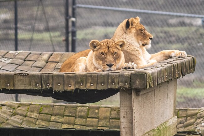 Lions keep an eye on visitors to Wildlife Safari in Roseburg.
