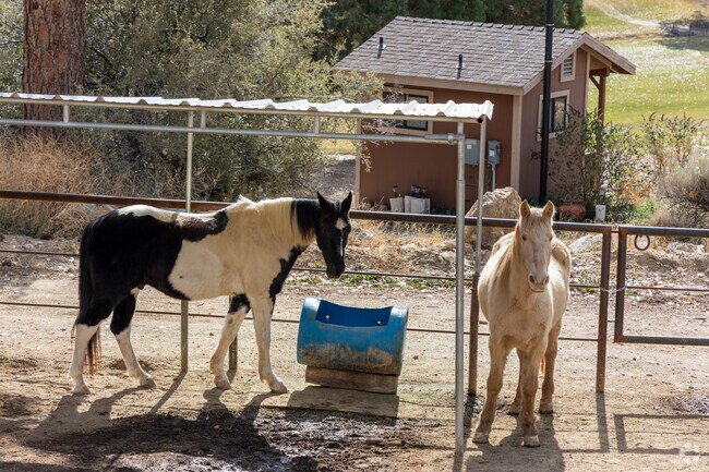 A pair of majestic horses at the Pine Mountain Club Stables.