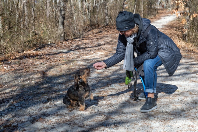 On dog walks at Westport Town Beach, be sure to bring a treat for a good pet.