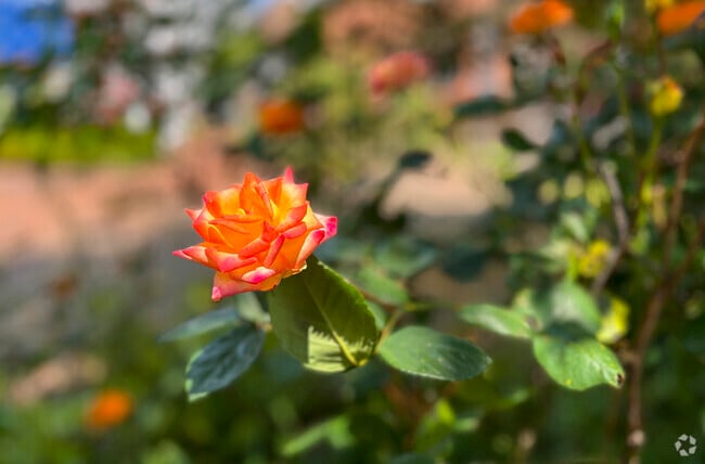 Spring blooms add a pop of color to the Jonestown neighborhood.