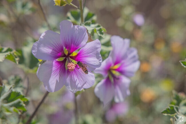 In the spring and summer, Cotati is buzzing with flowers and natural life.