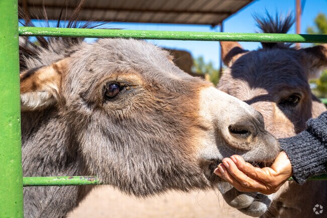 Explore Licon Dairy's petting zoo and let your family create lasting memories.