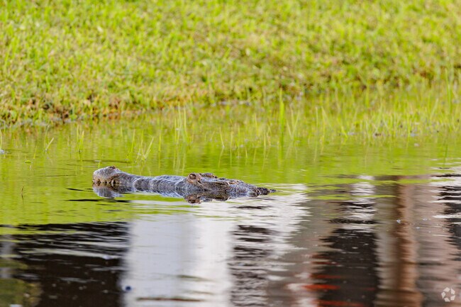 Gator watching is a favorite pass time in Lisbon.