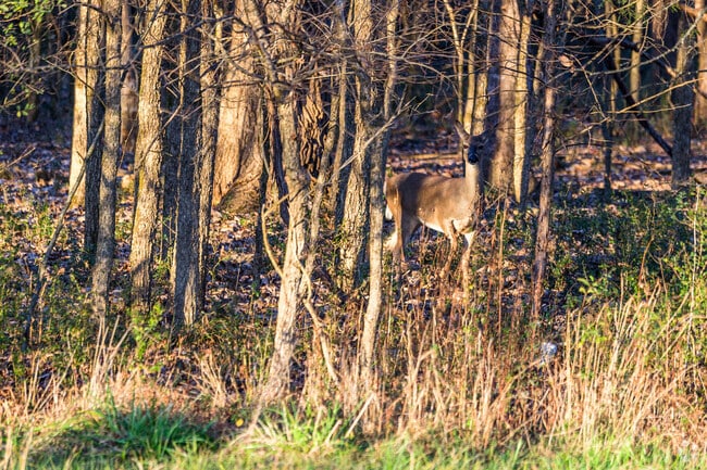 Lascassas is teeming with wildlife in every corner.