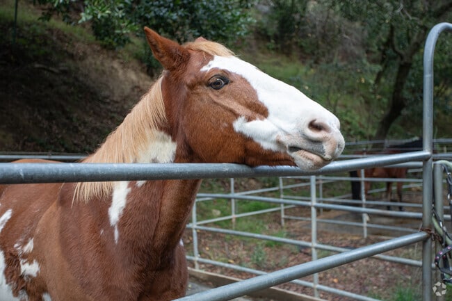 Horse owners in Del Rey can get access to many miles of trails in Redwood Regional Park.