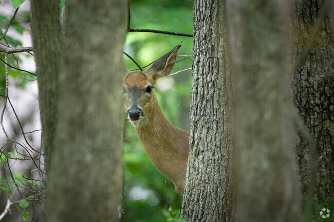 Nature is close at hand throughout the wooded landscape of Independent Hill.