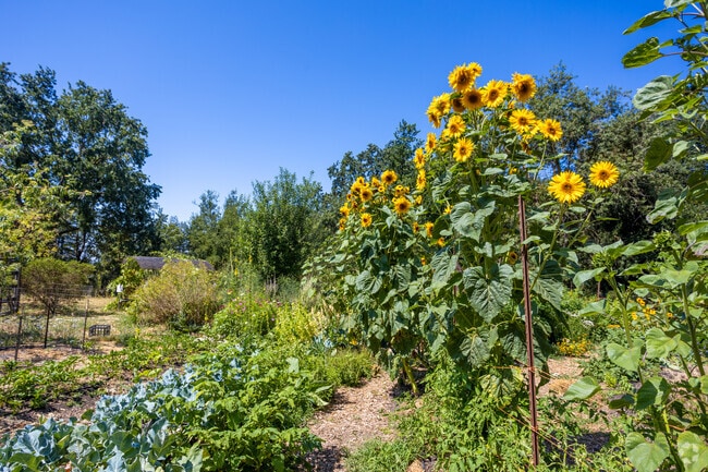 Larkfield Community Garden in Larkfield-Wikiup features beautiful flowers and fresh produce.