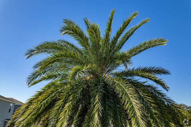 Palm trees sway along Loughman’s sunny neighborhood roads.