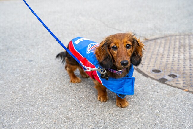 Be on the lookout for the number one Buffalo fan in East Side.