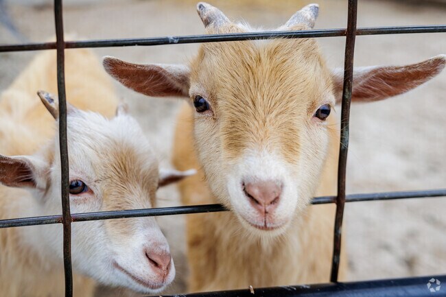 Baby goats eager for attention at the Wilson Rutledge Farm Park in Young Lilly.