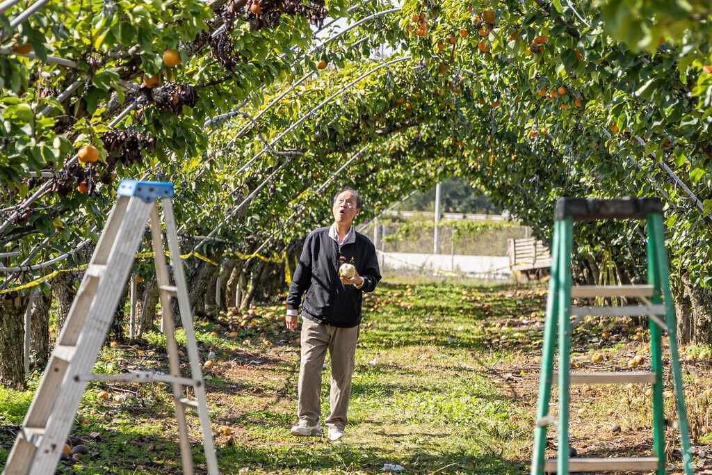 Evergreen Orchard Farm in Groveville offers pick-your-own Asian pears and seasonal fruit.