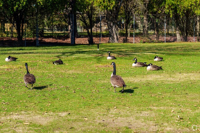 Playful ducks roam the green spaces of North Montgomery.